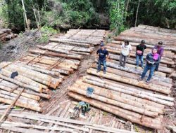 Gerak Cepat Gakkum Kehutanan Lacak Sumber Kayu Ilegal di Ketapang