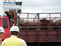 Jaga Stabilitas Pangan, Pemprov DKI Datangkan Sapi dari Australia