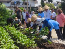 Lurah Bersama Warga Panen sayuran di Lahan Urban Farming di RW 03 Kelapa Gading Timur