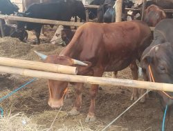 PT.Waliyullah KurbanJual Sapi dan Kambing Kurban Murah dan Bersertifikat Halal