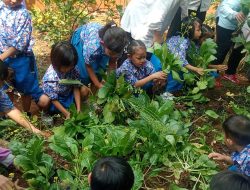 10 Murid TK Diajak Panen Sawi di Kebon PKK Kelurahan Koja