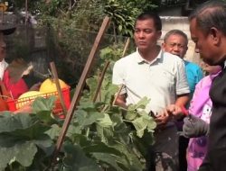 Pemkot Jaktim Panen 100 Buah Golden Melon di Rawamangun