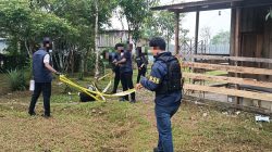 Satgas Damai Cartenz dan Polres Yahukimo Selidiki Penganiayaan Berat Tenaga Honorer RSUD Dekai, Dugaan Keterlibatan KKB Didalami